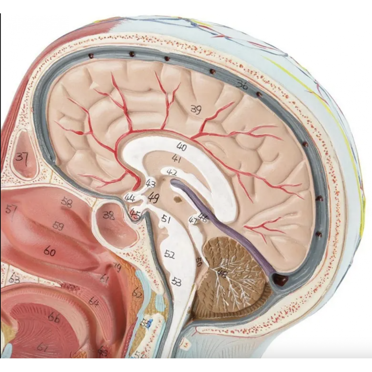 Half Head Anatomical Model