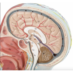 Half Head Anatomical Model