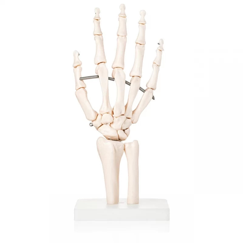 Hand (Wrist) Joint Model