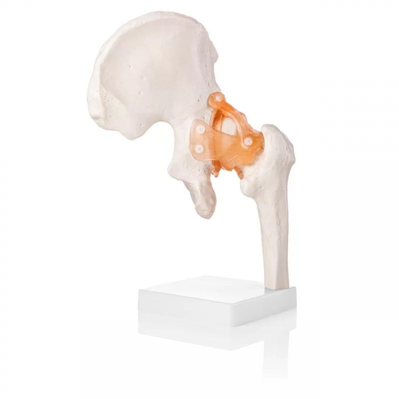 Hip Joint Model With Ligaments - Life Size