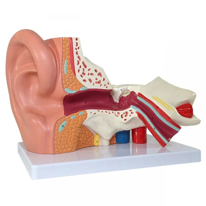 Ear Model (Enlarged) Dissectible Into 4 Parts