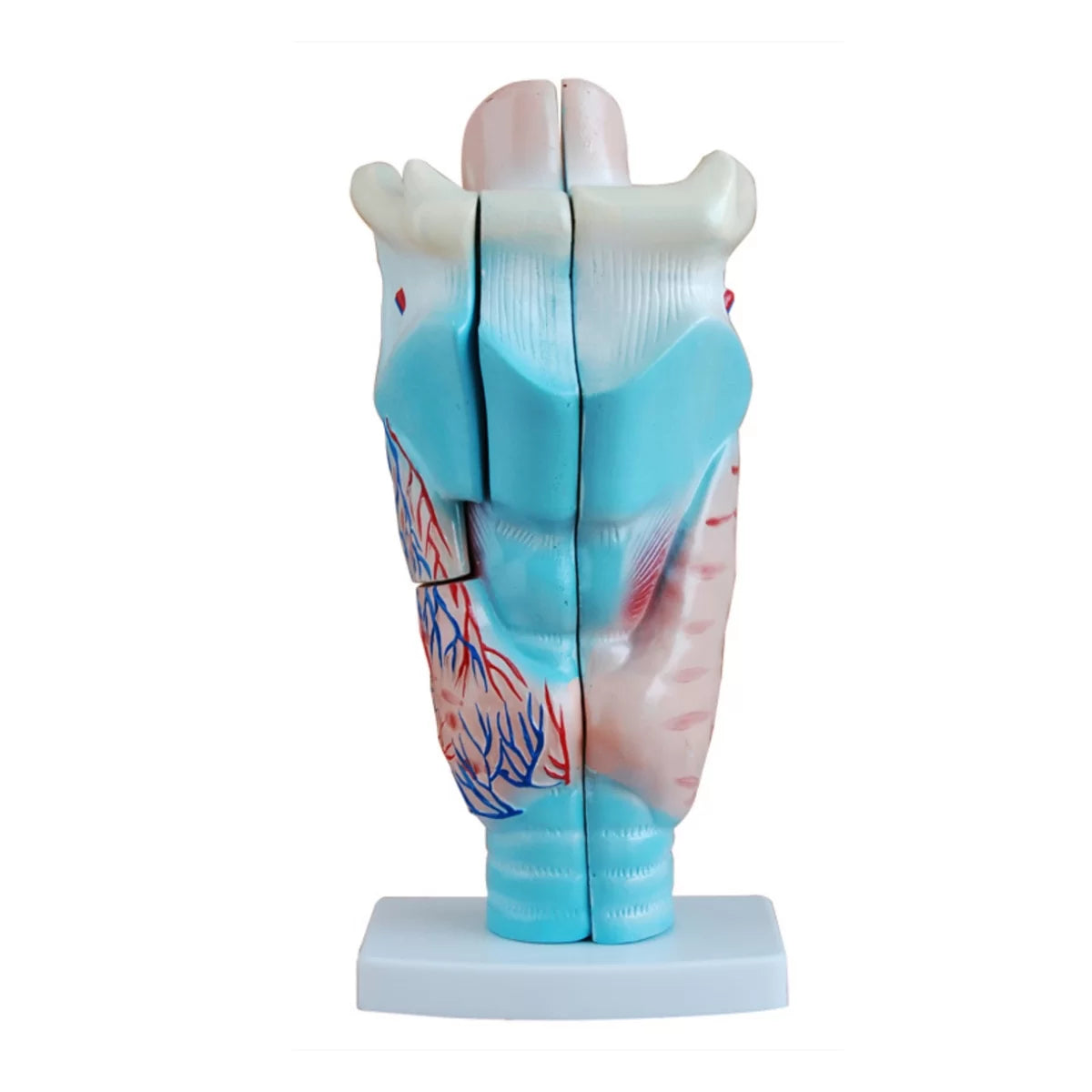 Human Larynx Model