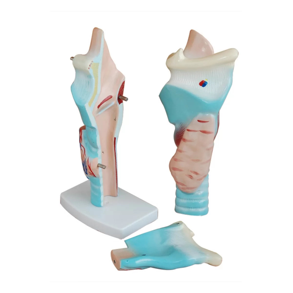 Human Larynx Model