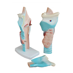 Human Larynx Model