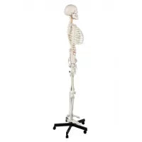 Human Skeleton Model (Articulated) 5.8 Feet