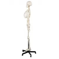 Human Skeleton Model (Articulated) 5.8 Feet