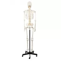 Human Skeleton Model (Articulated) 5.8 Feet