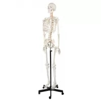 Human Skeleton Model (Articulated) 5.8 Feet