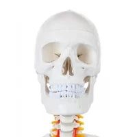 Human Skeleton Model (Articulated) 5.8 Feet