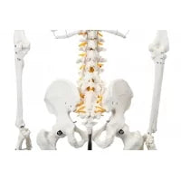 Human Skeleton Model (Articulated) 5.8 Feet