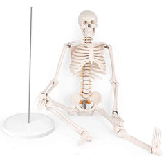 Articulated Skeleton Model 85cm Tall with Stand (Premium Quality)