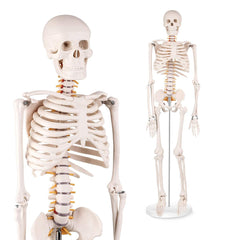 Articulated Skeleton Model 85cm Tall with Stand (Premium Quality)