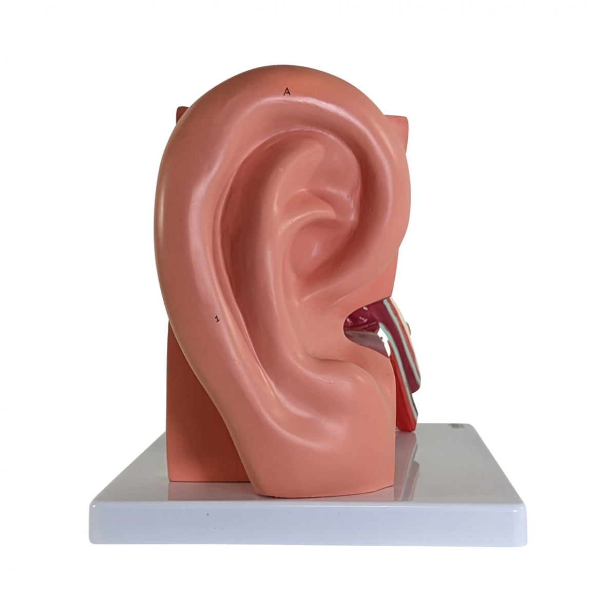 Ear Model (Enlarged) Dissectible Into 4 Parts