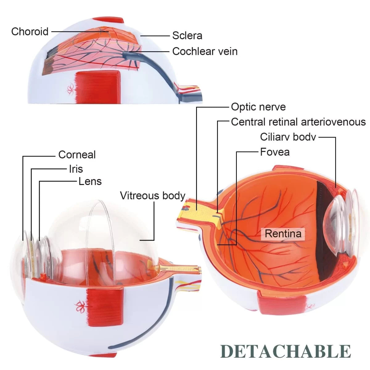 Eye Model Dissection Human Eye Model (Enlarged) With 7 Dissectible Parts – HomoSapiens