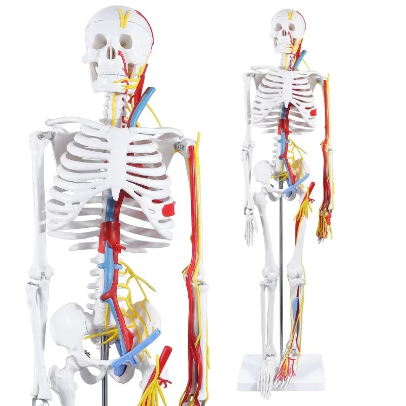 Human Skeleton Model With Nerves & Blood Vessels (85CM Tall)