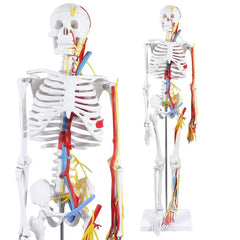 Human Skeleton Model With Nerves & Blood Vessels (85CM Tall)