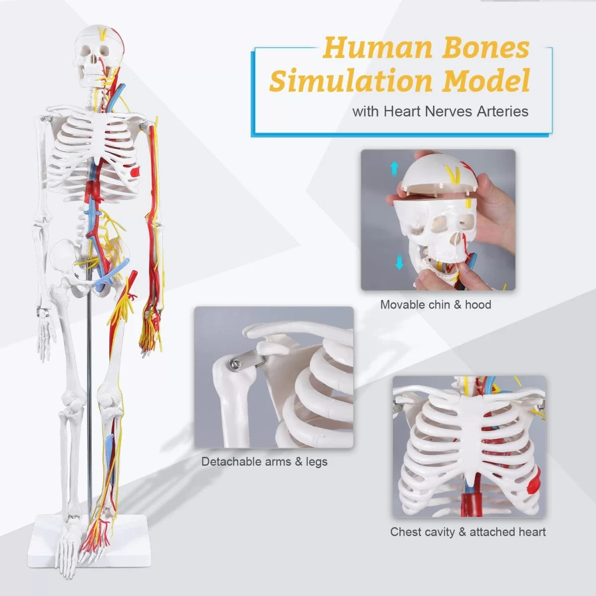 Human Skeleton Model With Nerves & Blood Vessels (85CM Tall)