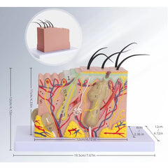 Human Skin Model - 70X Receptors, Sweat glands, Sebaceous And Hairs