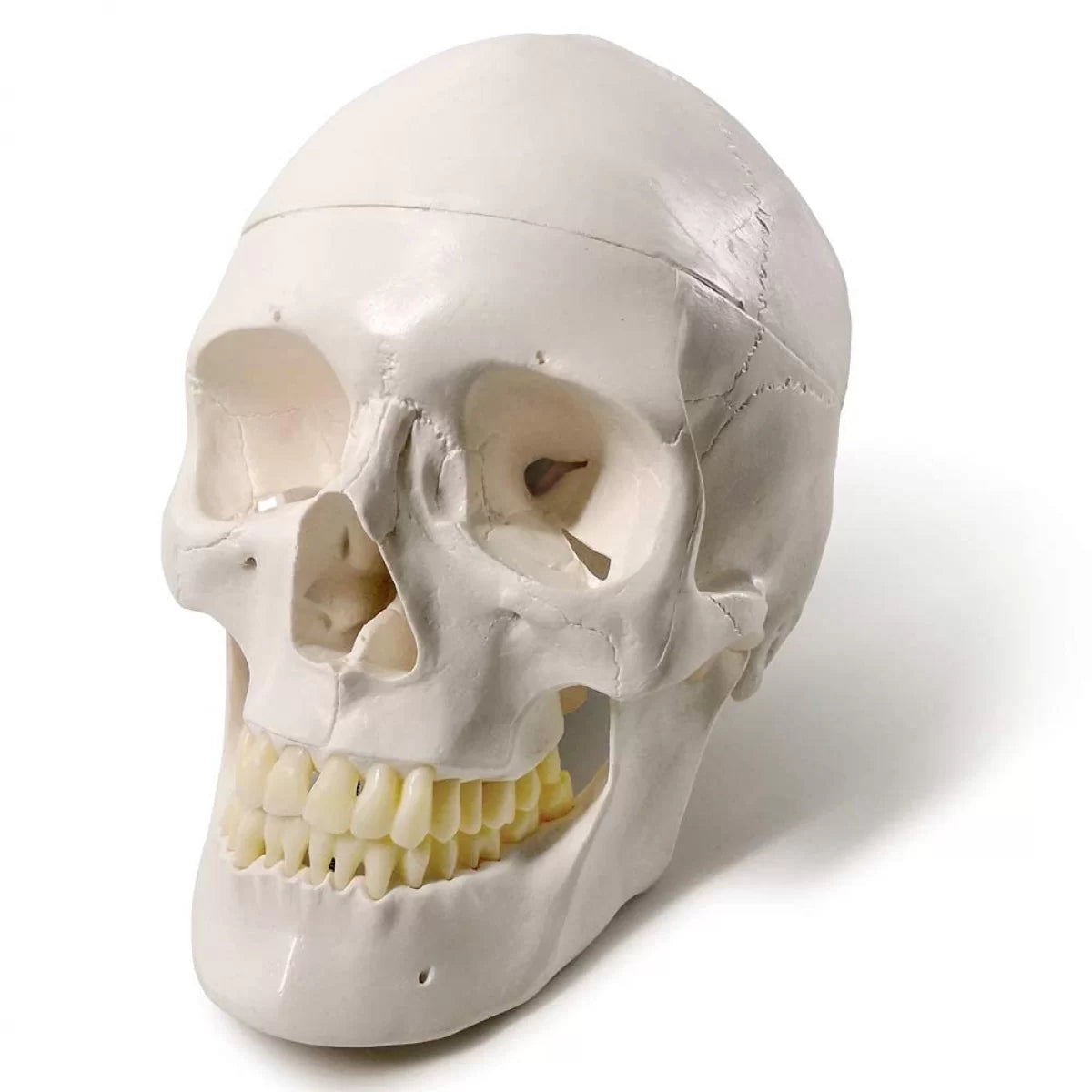 Life Size Human Skull Model (Premium Quality)