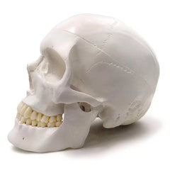 Life Size Human Skull Model (Premium Quality)