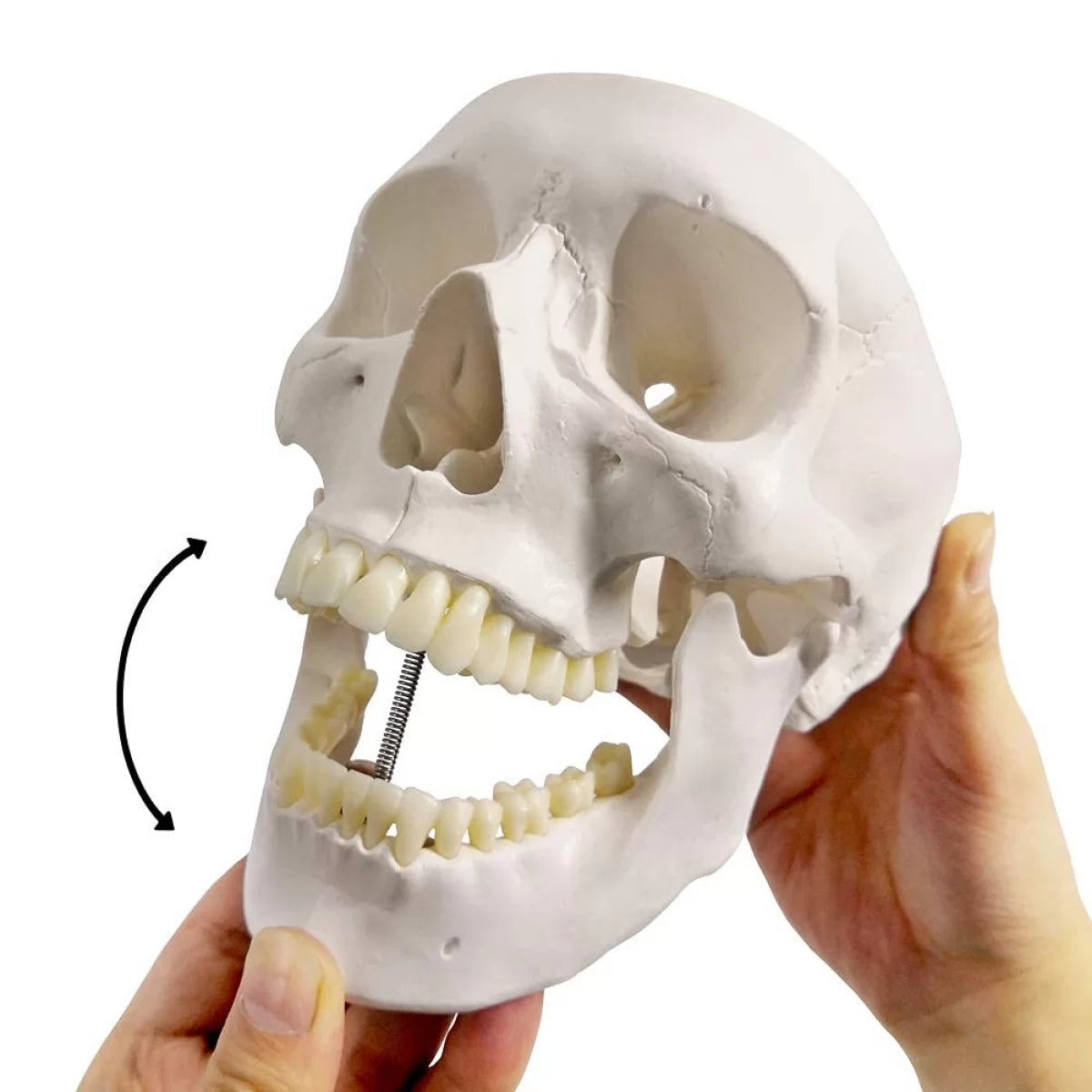 Life Size Human Skull Model (Premium Quality)