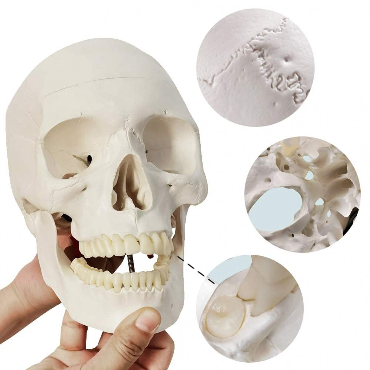 Life Size Human Skull Model (Premium Quality)