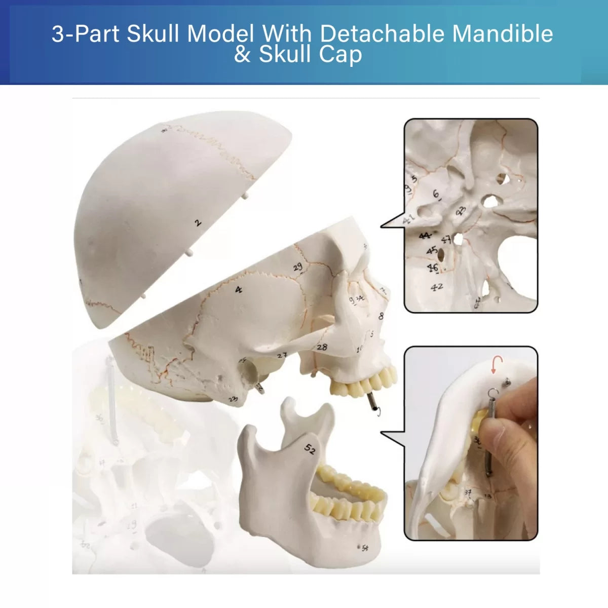 Human Skull Model - Life size (Numbered) with Highlighted Sutures And Study Manual