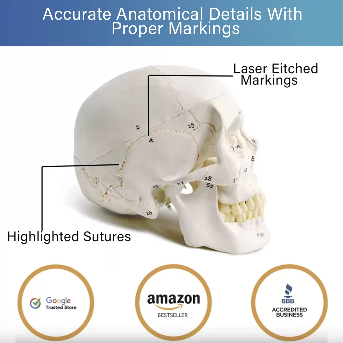 Human Skull Model - Life size (Numbered) with Highlighted Sutures And Study Manual