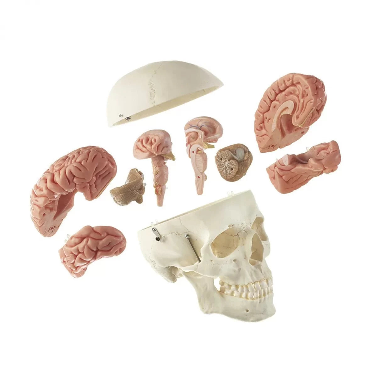 Skull Model With 8 Parts Brain