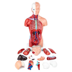 Human Torso Anatomy Model (15 Parts) -26cm Tall