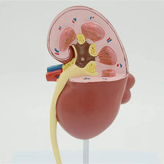 Human Kidney Model (All in One)