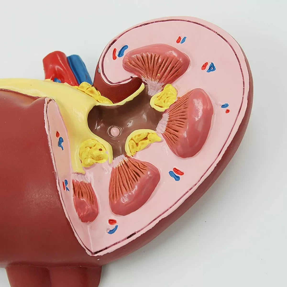 Human Kidney Model (All in One)