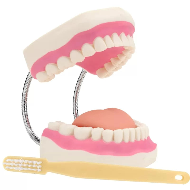 Dental Model With Soft Tongue (Giant)