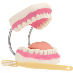 Dental Model With Soft Tongue (Giant)