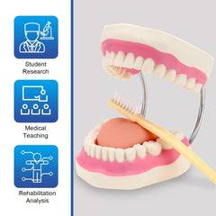 Dental Model With Soft Tongue (Giant)