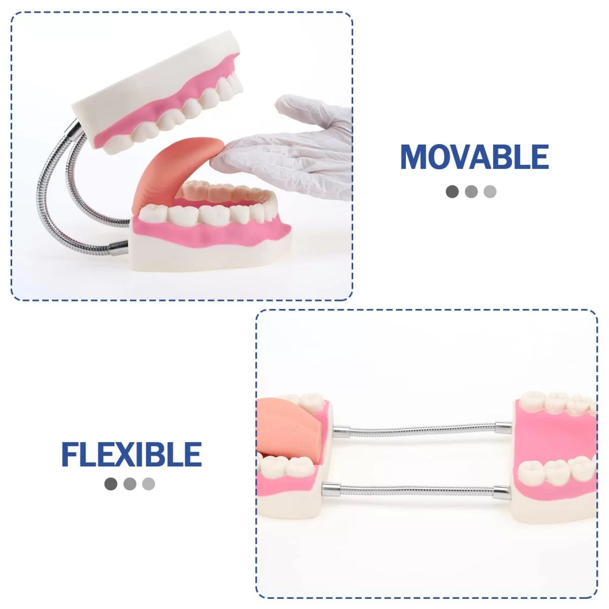 Dental Model With Soft Tongue (Giant)