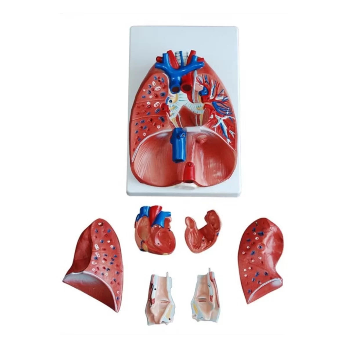 Larynx, Heart And Lungs Model