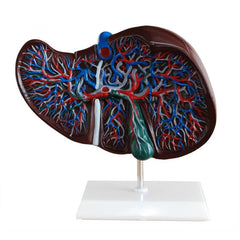 Human Liver Model