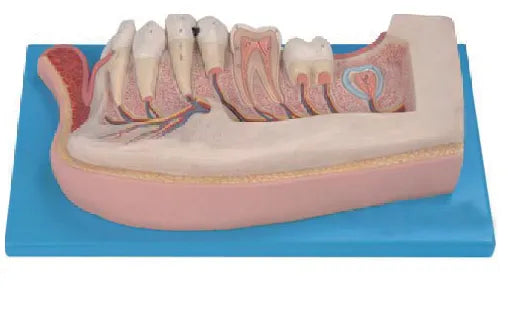 Lower Jaw Dental Model (12-Year Old)