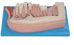 Lower Jaw Dental Model (12-Year Old)