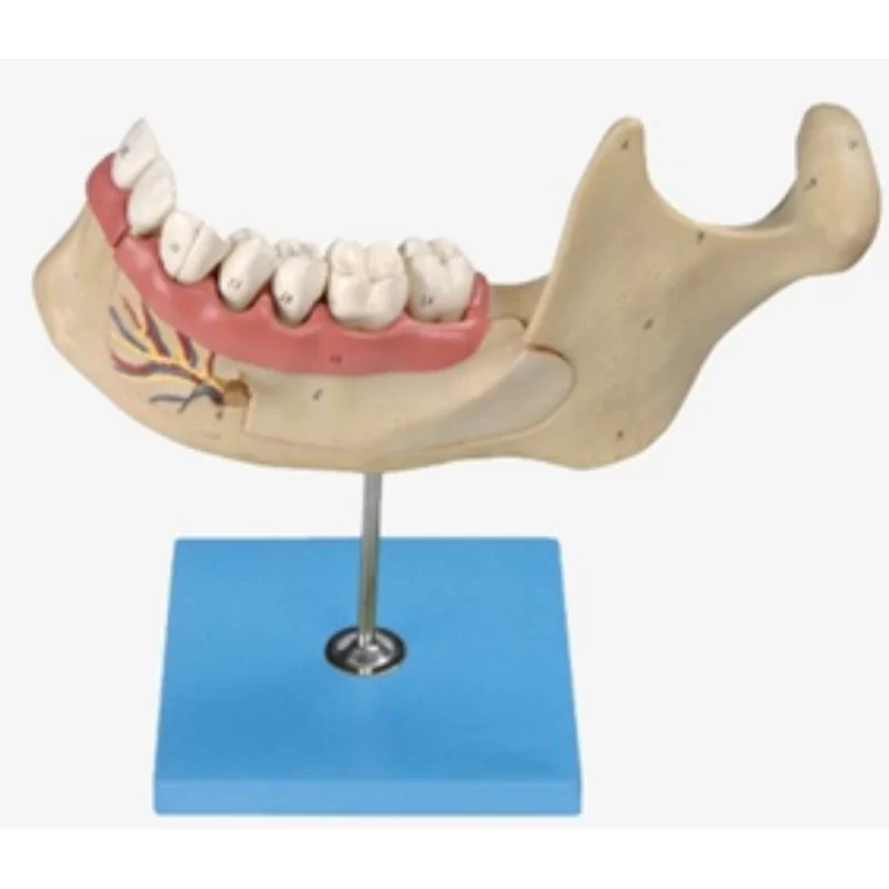 Lower Jaw Model (Adult)