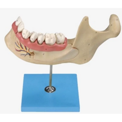 Lower Jaw Model (Adult)