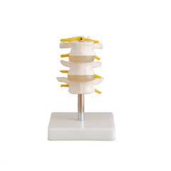 Lumbar Vertebrae (3pcs) Set Anatomical Model