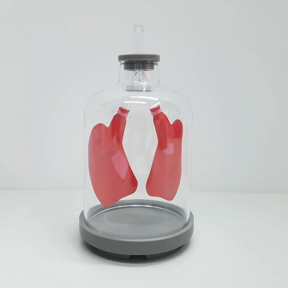 Human Lungs Demonstration Model