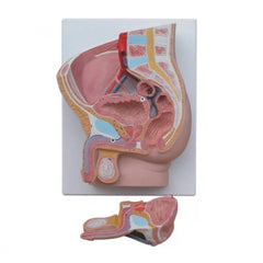 Male Pelvis Section Model - Dissectible 2 Parts