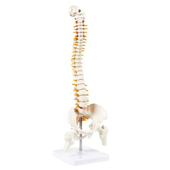 Human Spine Model 45cm Tall (Spinal/Vertebral Column Model) With Femur Heads