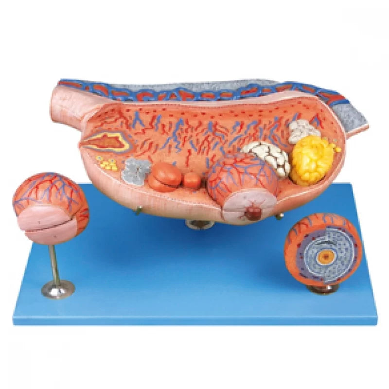 Ovary Anatomical Model - HomoSapiens