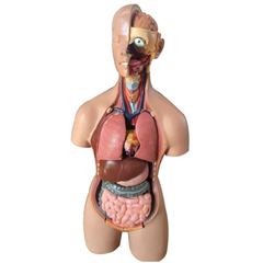 Human Torso Anatomical Model With 20 Removable Parts - 55cm