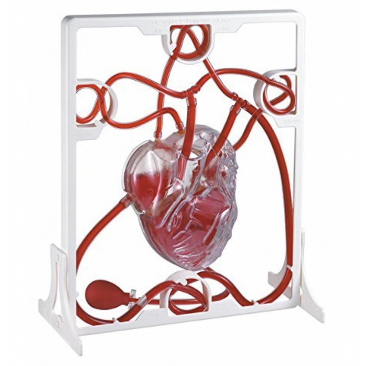 Human Heart Pumping Model