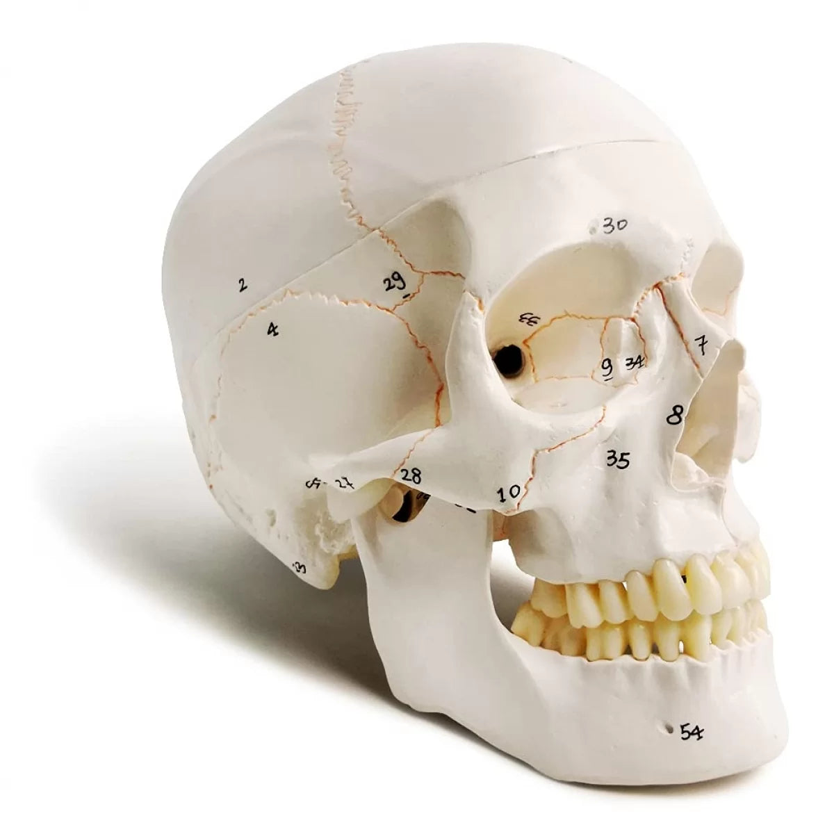 Human Skull Model - Life size (Numbered) with Highlighted Sutures And Study Manual